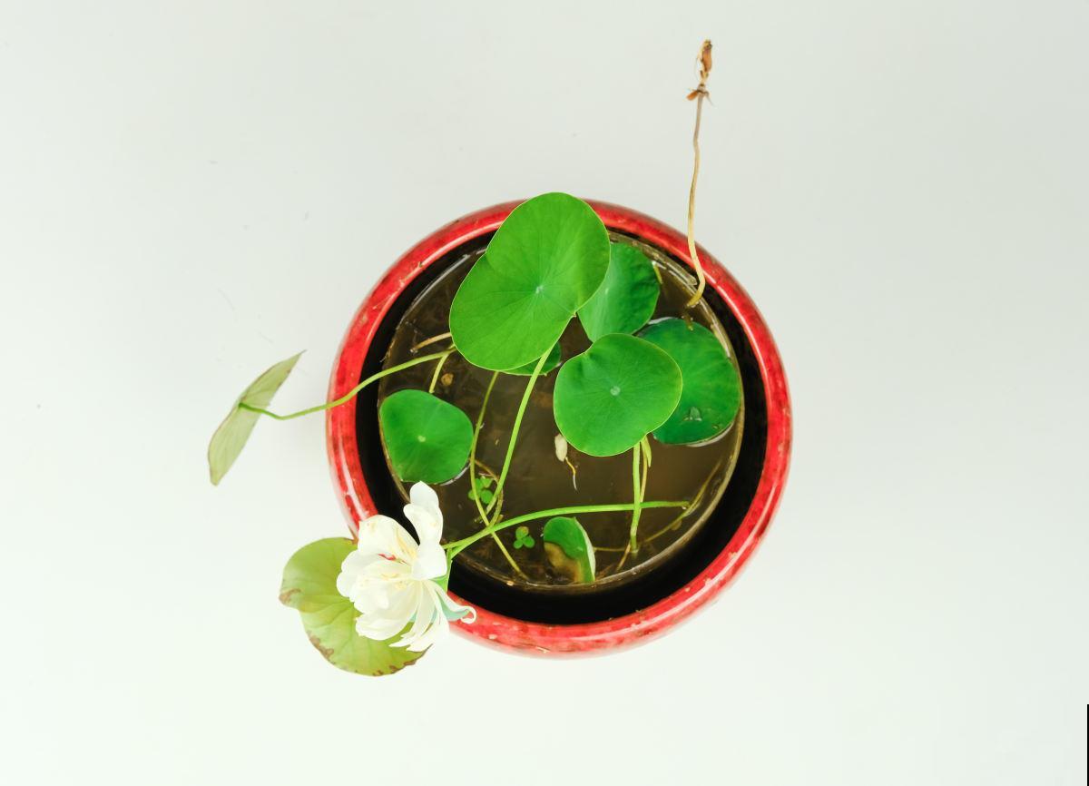 盆栽太累想水培，这4种植物，插水里好养活