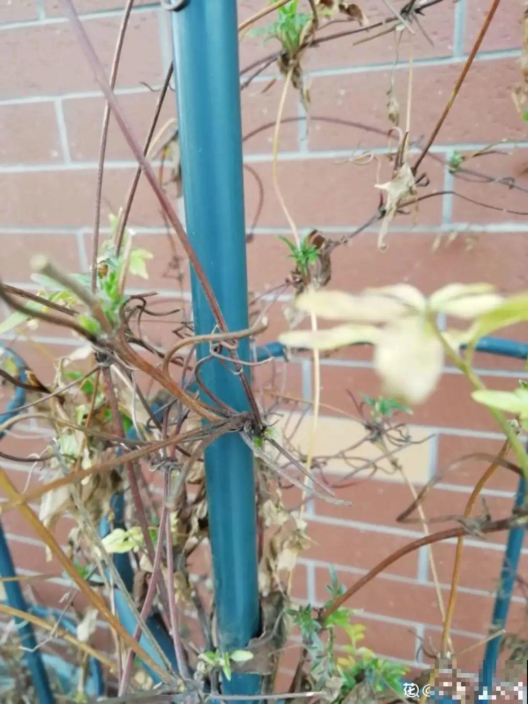 夏天养花，就怕乱浇水，千万不能积水