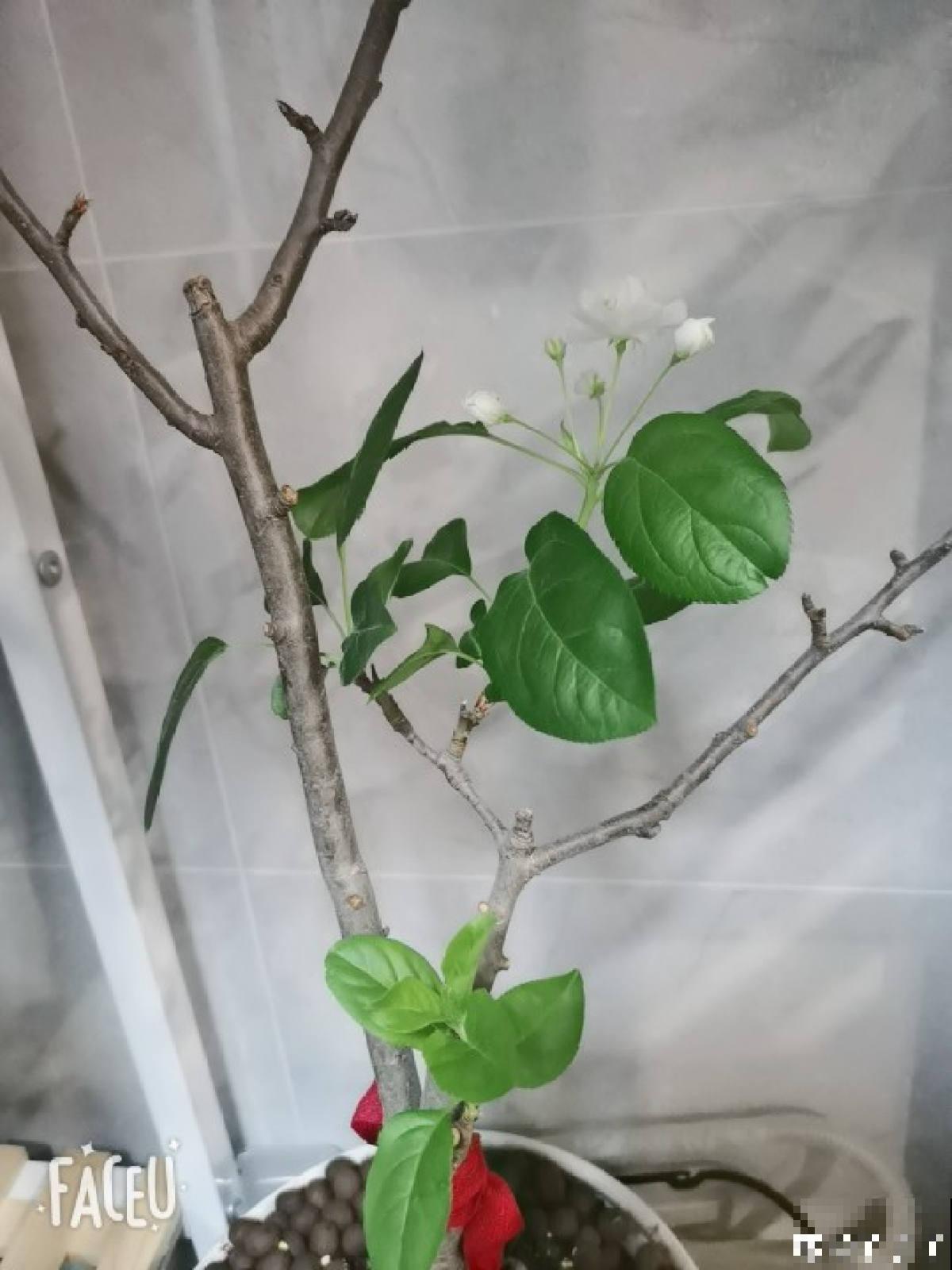 苹果VS梨，两大最常见水果，哪个种植更简单？