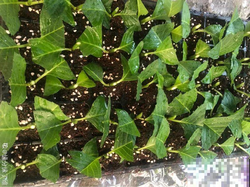 立秋后，7种花要扦插，满盆开花结果子