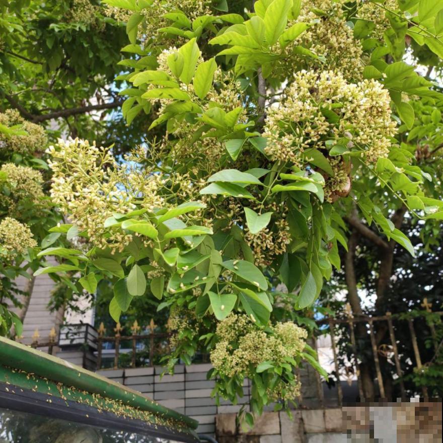 路边野花别乱采，采了有麻烦，再好看也别碰