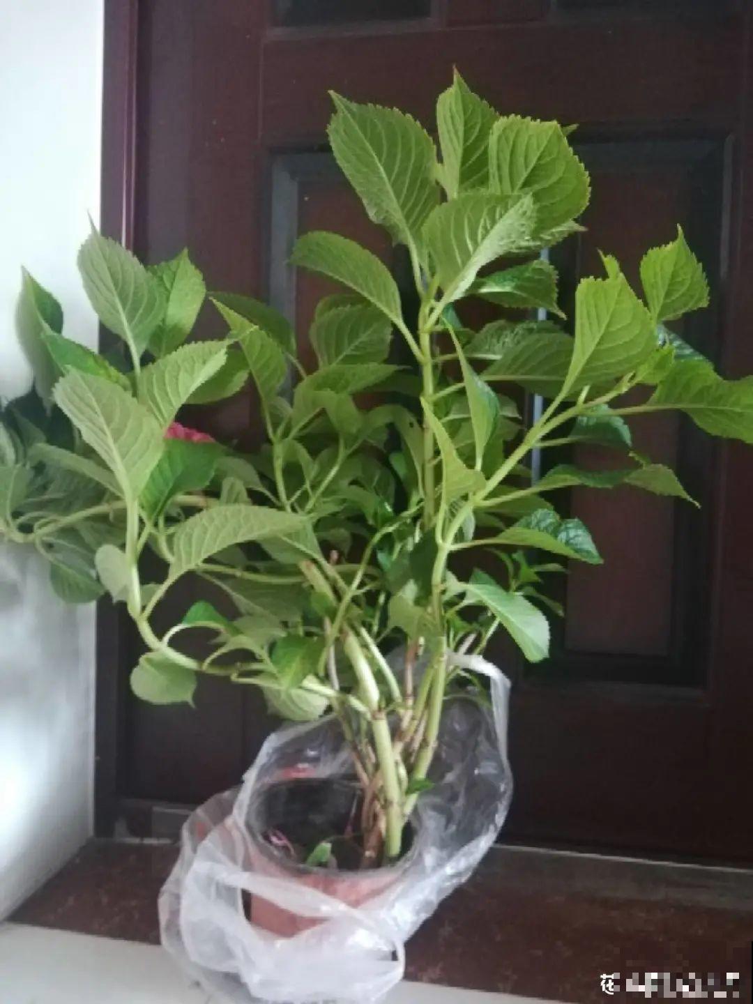 网购回家的花，一定要第一时间打开，不然都闷死了