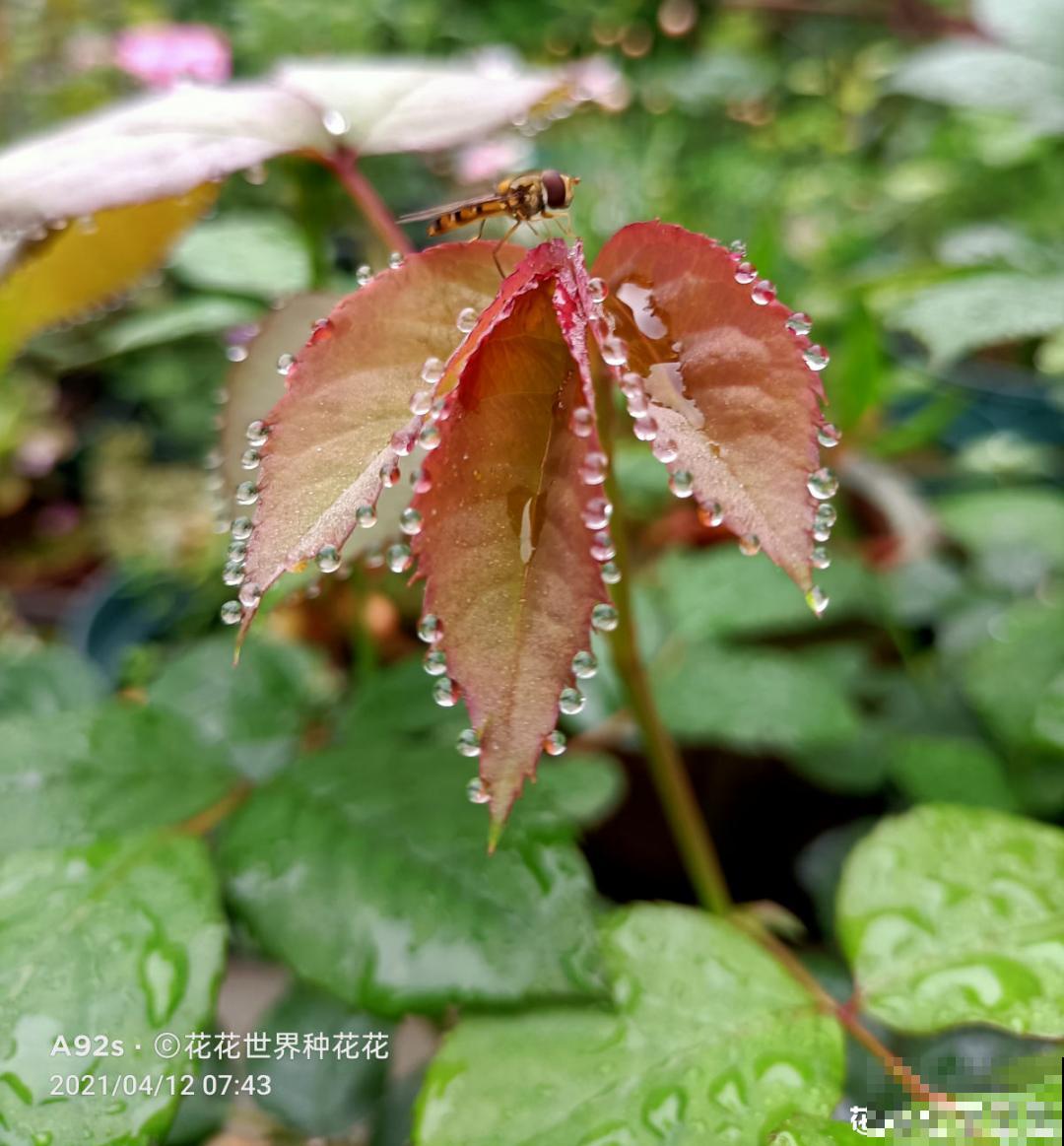 绿萝叶子“吐”水珠，恭喜你，养出了最佳状态