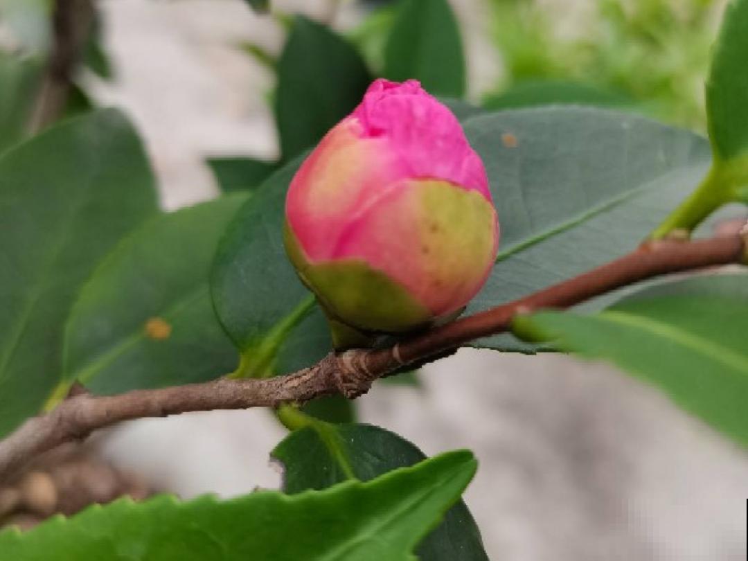 8月后，6种花别修剪，小心以后不开花