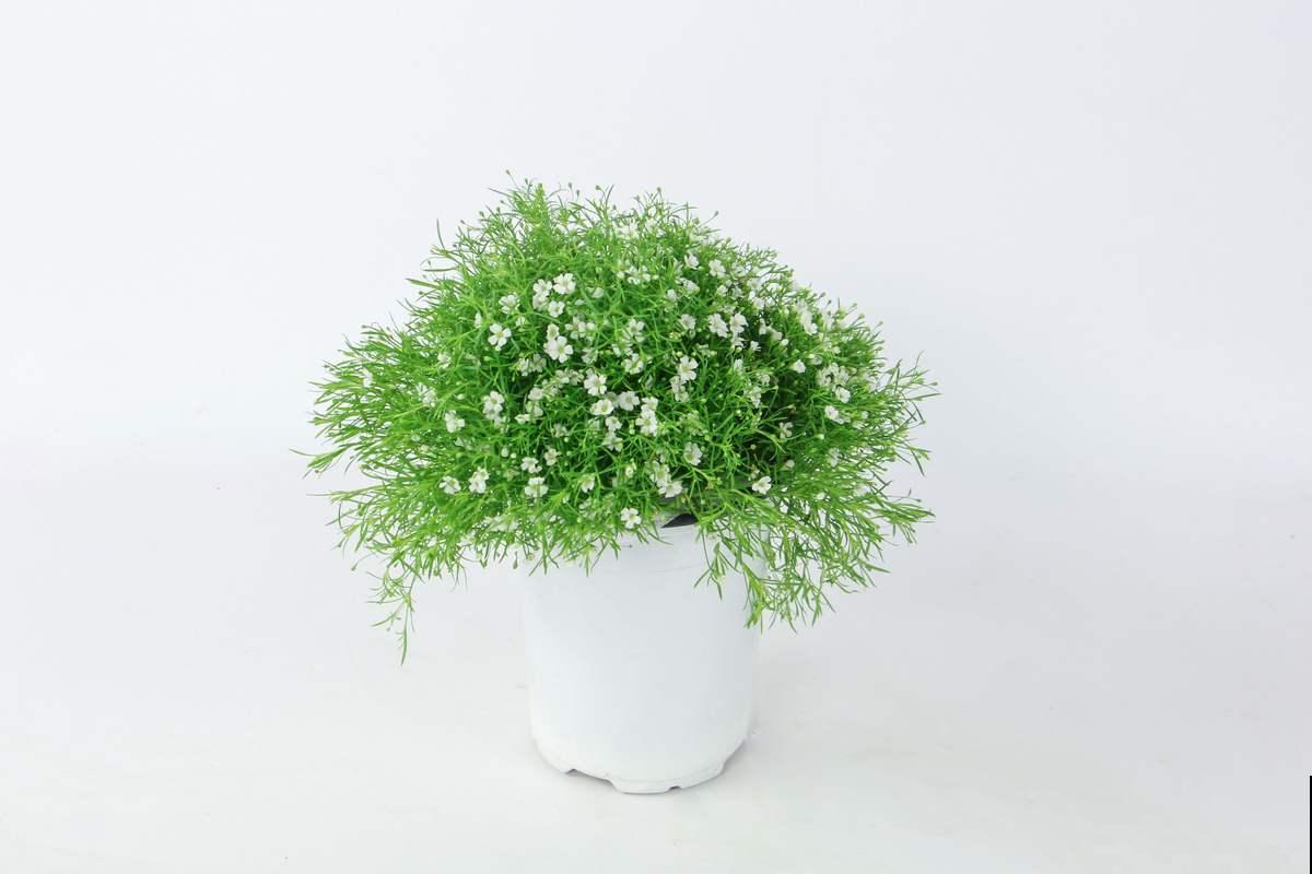 天热懒人养花必备的3种花，非常好打理，花点心思就能活