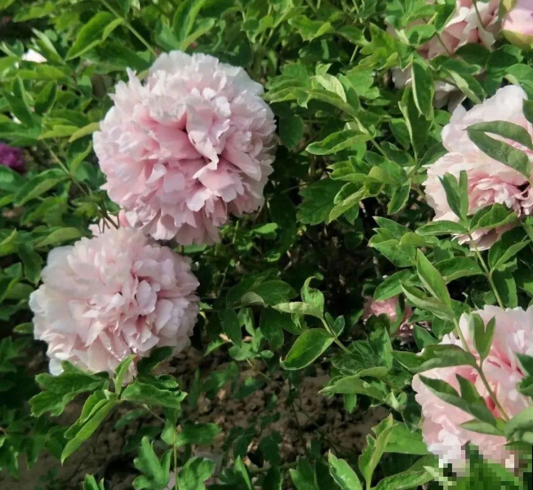 8种花夏天不能买,买回来就死,白浪费钱 8种花夏天不能买,买回来就死,白浪费钱