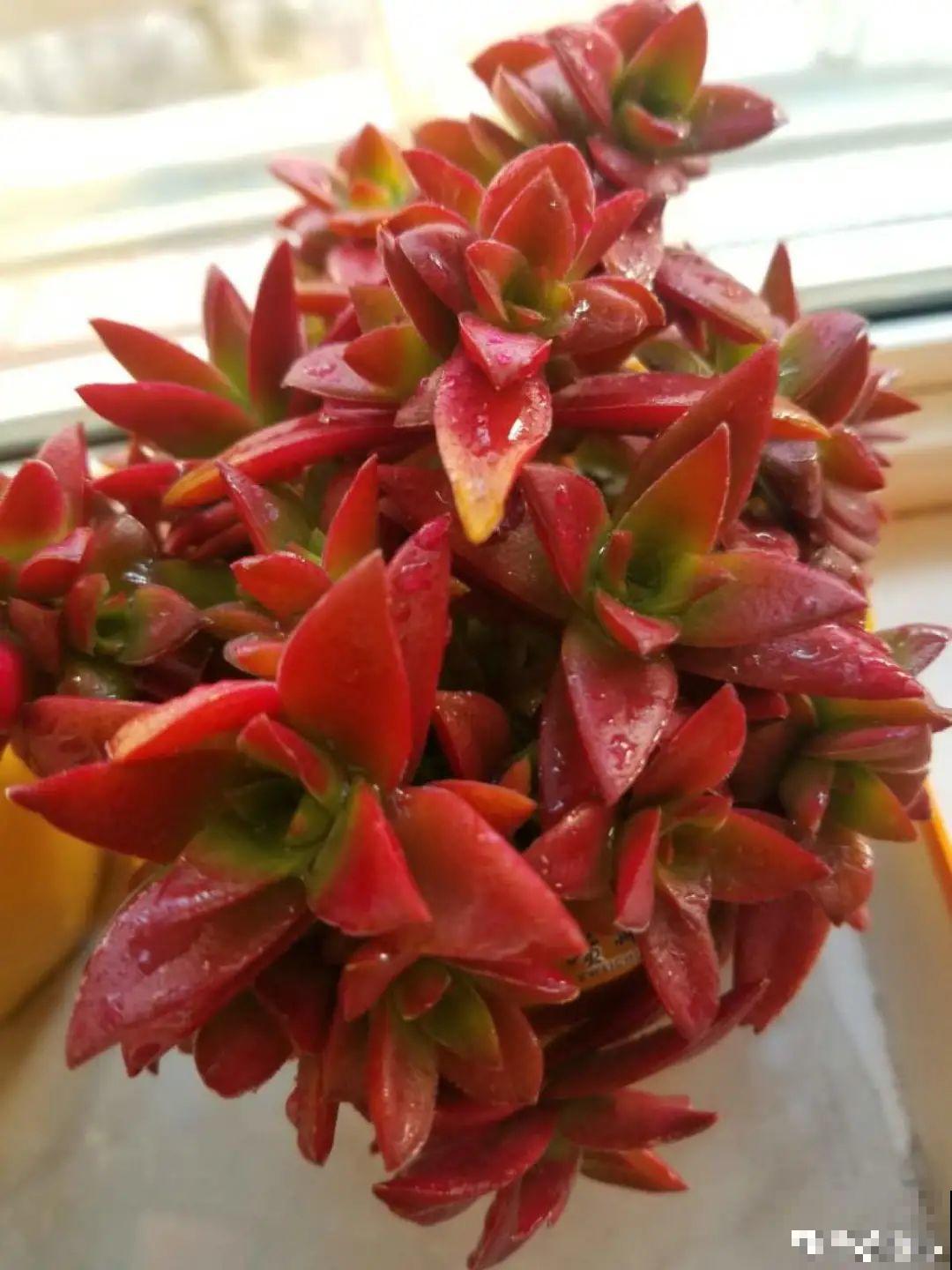 6种多肉，夏天不休眠，而且疯狂生长