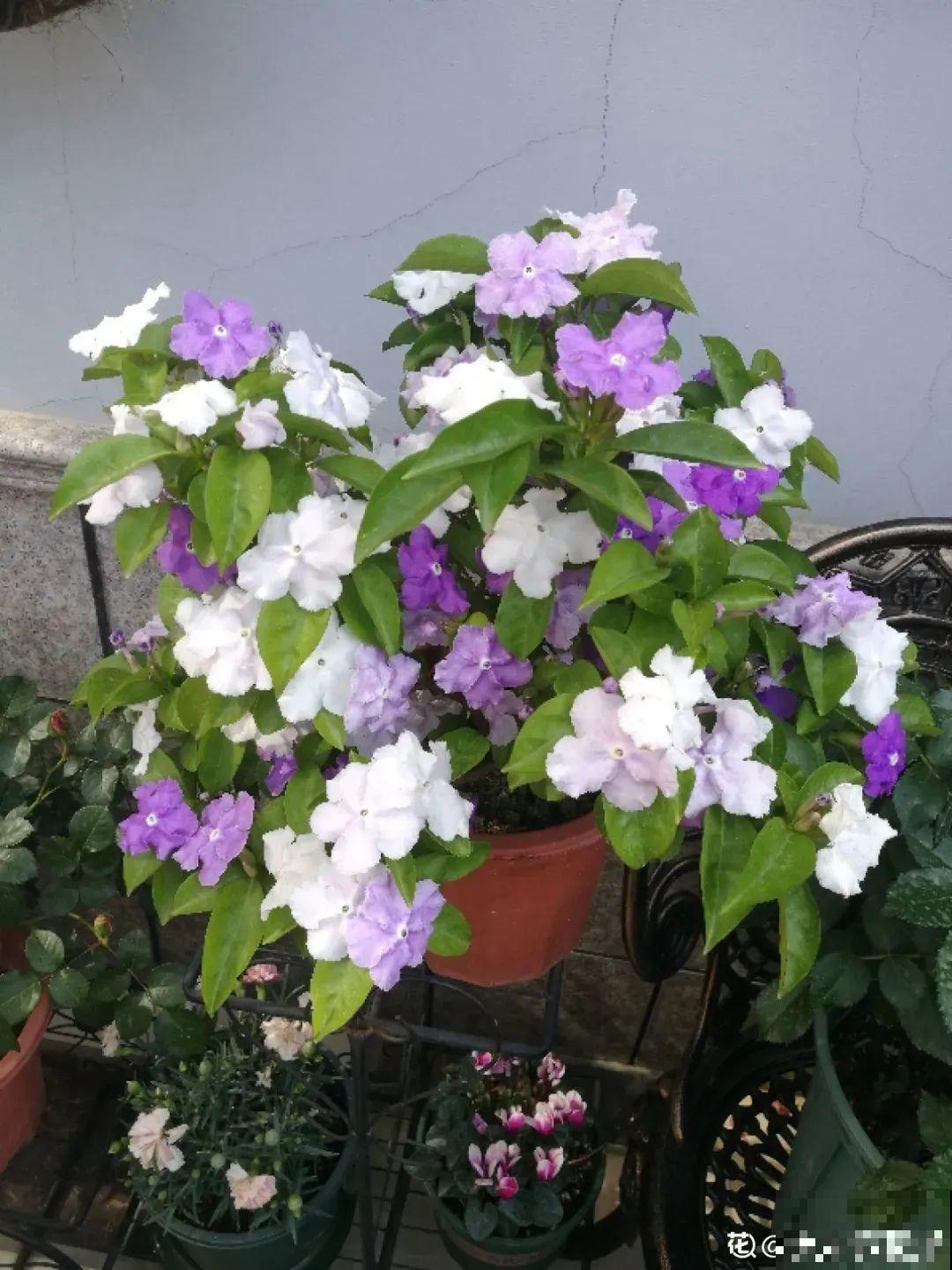 夏天养茉莉，越热越爆盆，适当修剪开花爆盆