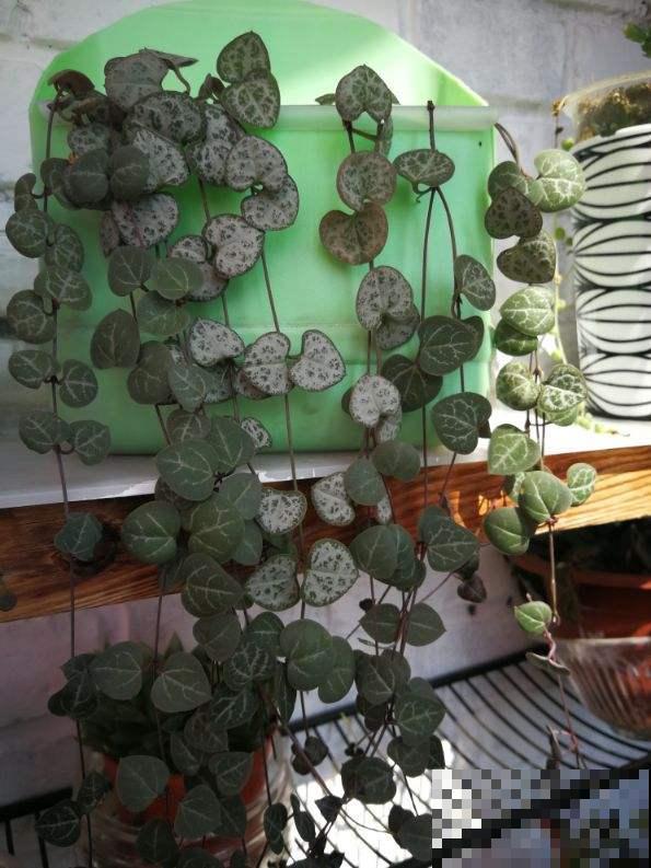 耐阴好养的“绿窗帘”，掐根枝条就能养，屋里没光也能长爆盆