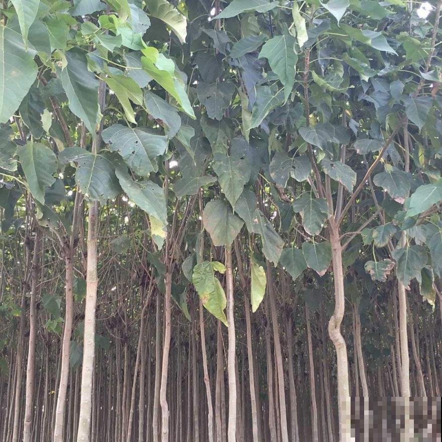 前不栽桑，后不栽柳，院中不种“鬼拍手”，是迷信还是智慧？