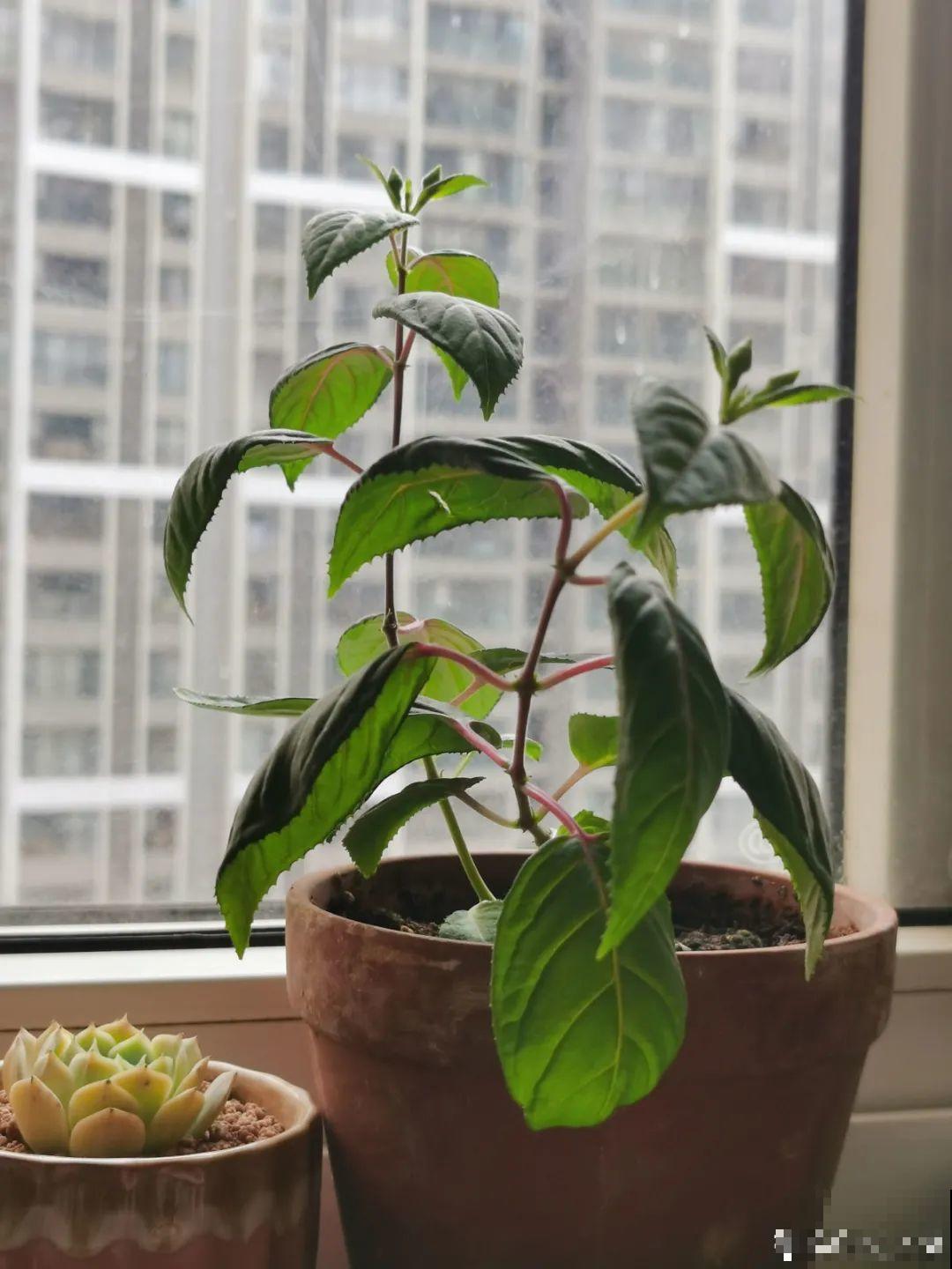 警惕秋老虎，别让你的花，度过夏天，却死在秋天