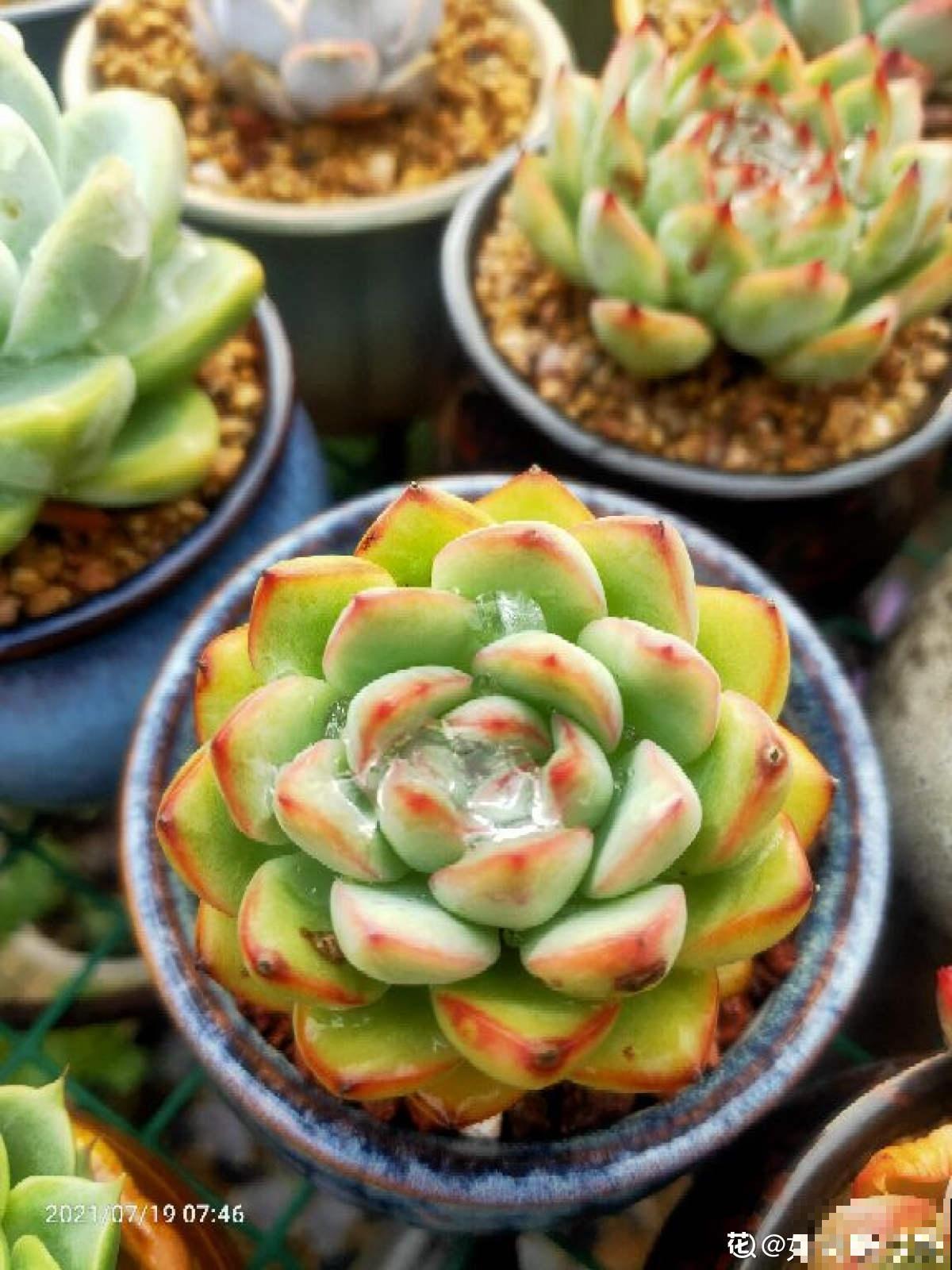 我走过你走过的坑,花友养花多年,心路历程让人感叹 我走过你走过的坑,花友养花多年,心路历程让人感叹