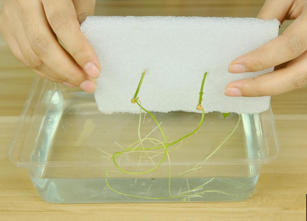 6月份扦插，选好合适的植物品种，沾土、泡水都能活