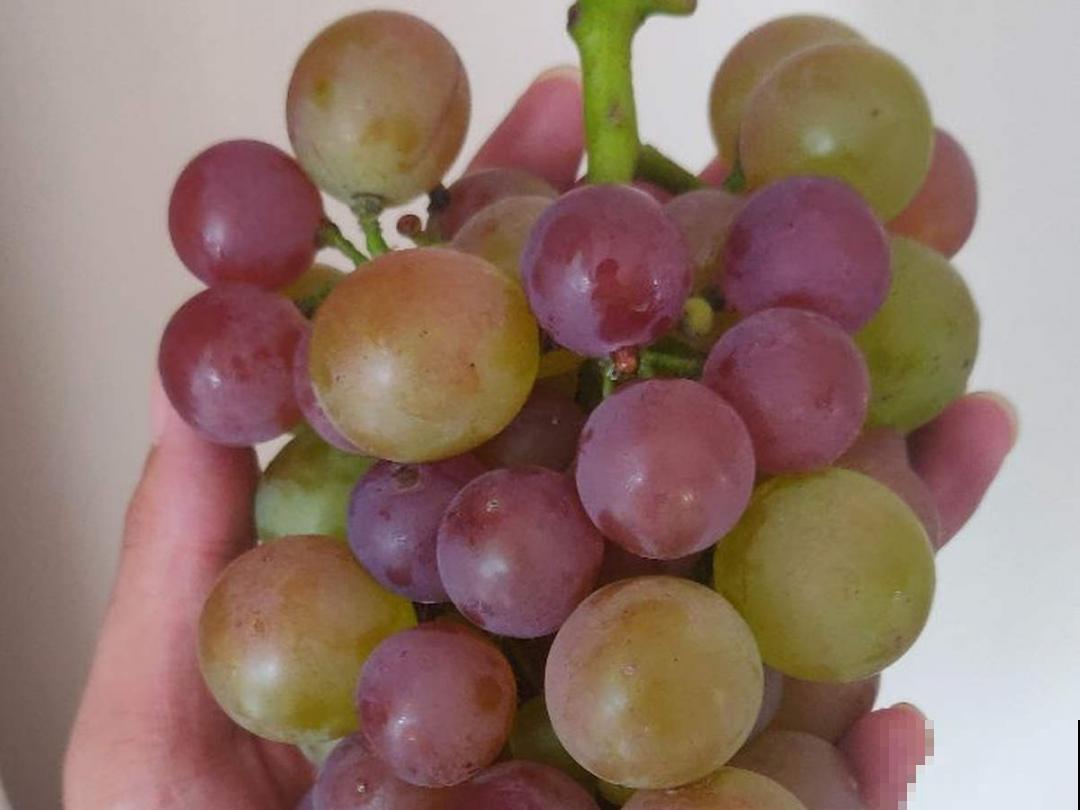 植物搬出门，痛快淋场雨，植物越来越旺