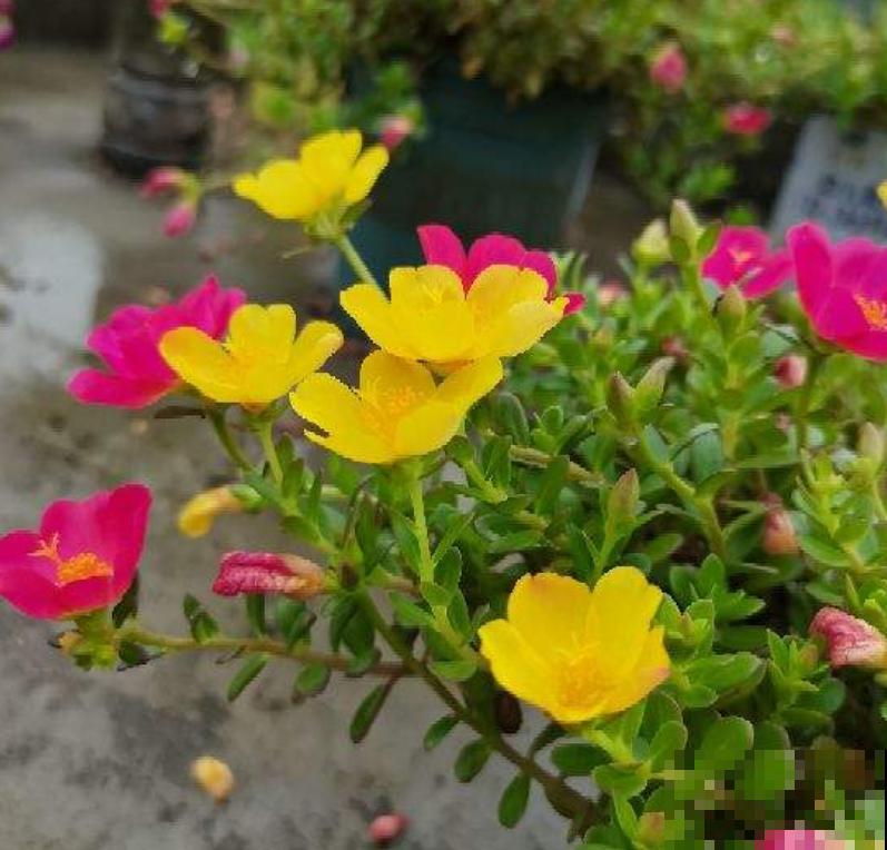 买花切忌跟风,适合自己的植物,才是最好的 买花切忌跟风,适合自己的植物,才是最好的