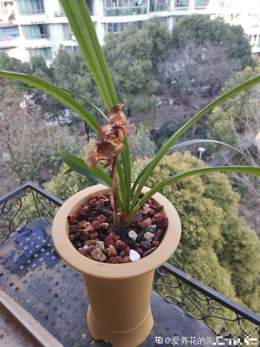 难养活的8种花，在家里养不好，扔门口反而呼呼开花