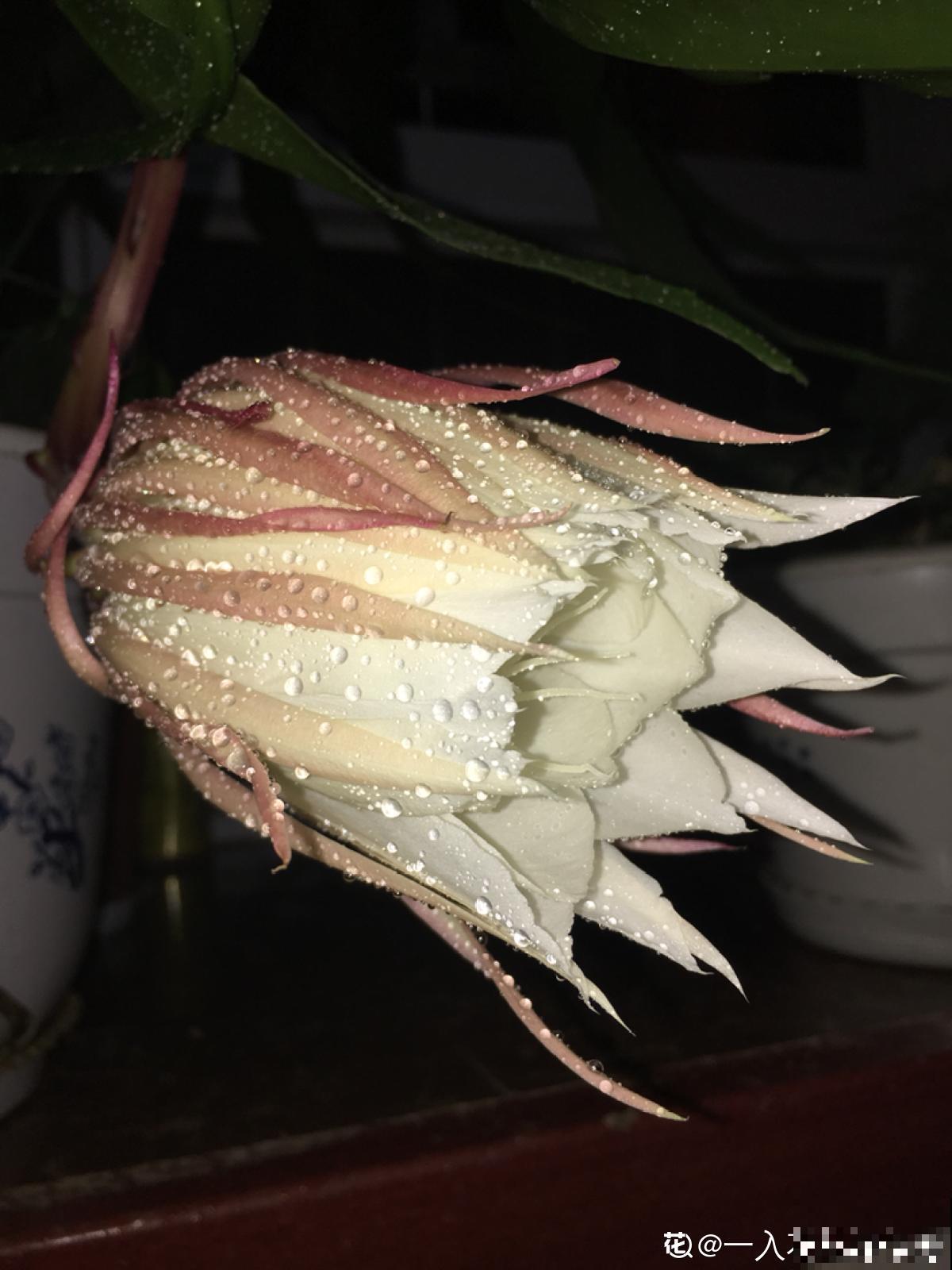 夜晚开放的昙花太美了,拿出相机记录分享,惹众人羡慕 夜晚开放的昙花太美了,拿出相机记录分享,惹众人羡慕