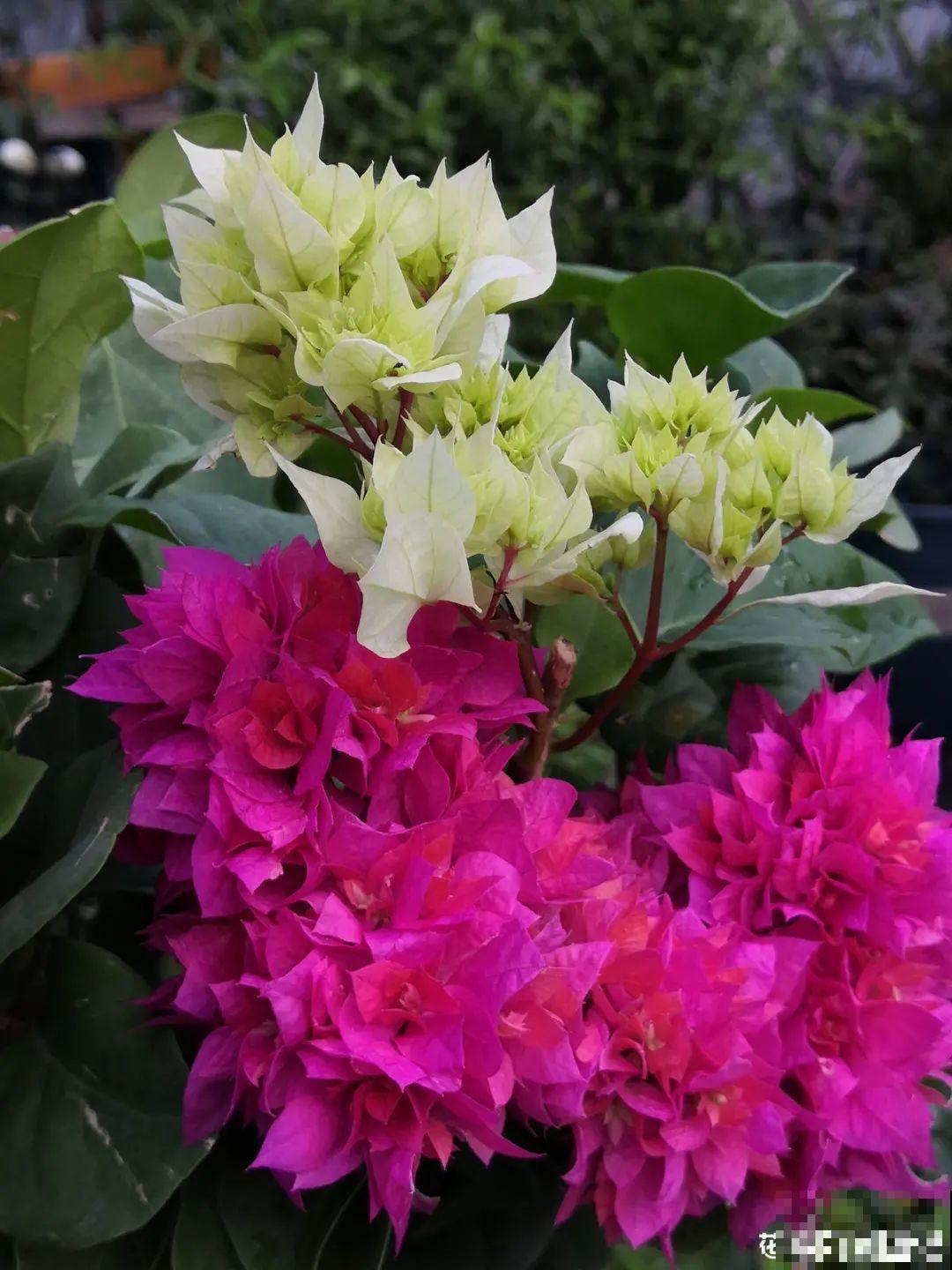 养护三角梅，注意3个养护要点，花期“超长待机”