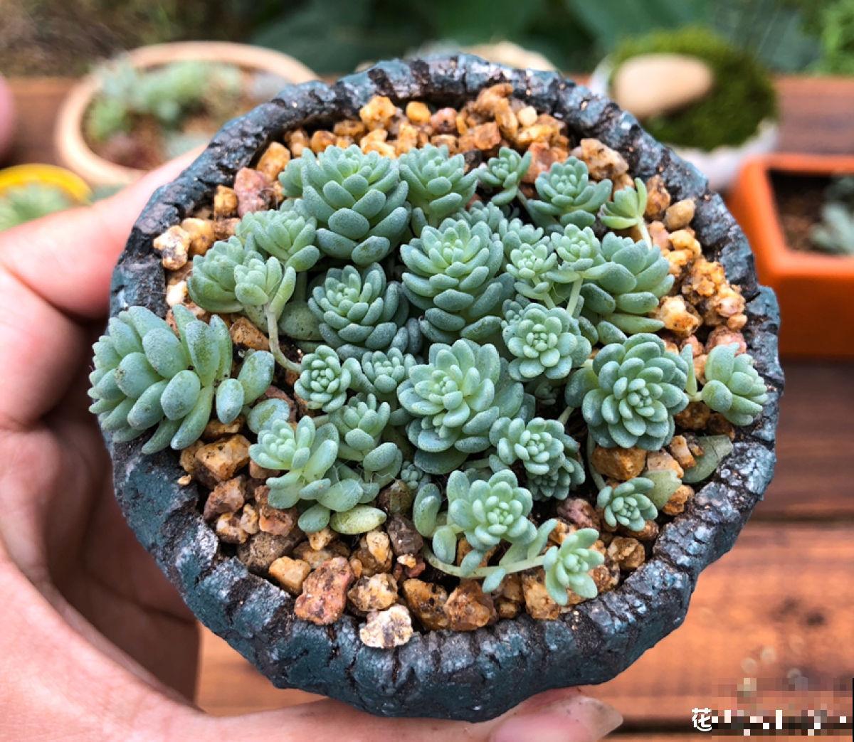 人气超高的景天科多肉,选得好也要养得好,网友:太美了! 人气超高的景天科多肉,选得好也要养得好,网友:太美了!