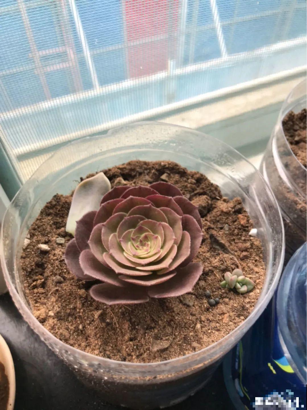 6种花夏天难养，贴土面砍一刀，新芽呼呼冒