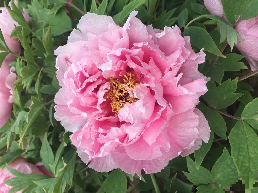 中国人最爱养的花，富贵又大气，养大门口特有面子！