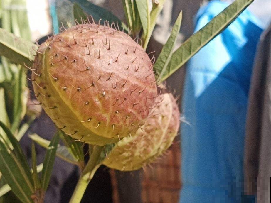 水塘边长出的“烤肠”,原来叫香蒲,毛茸茸特好玩 水塘边长出的“烤肠”,原来叫香蒲,毛茸茸特好玩