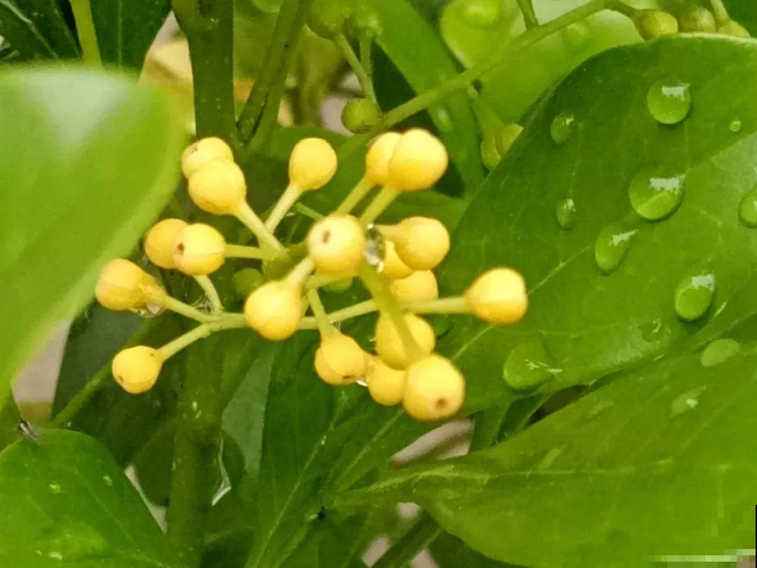 9种花，天热也要施肥，否则活不长，越养越差劲