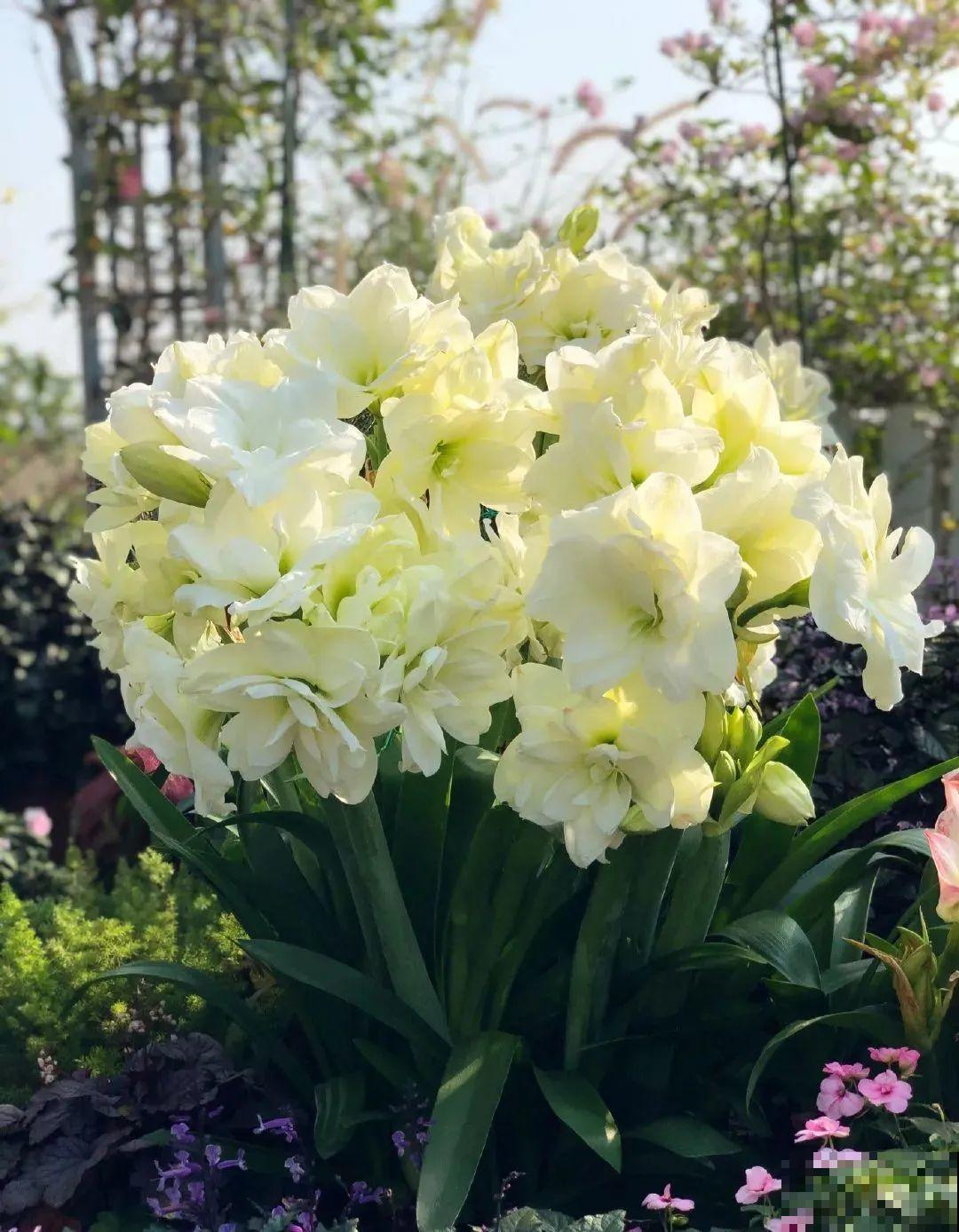 家里养盆朱顶红，开花个个比脸大，牛年养它“注定红”！