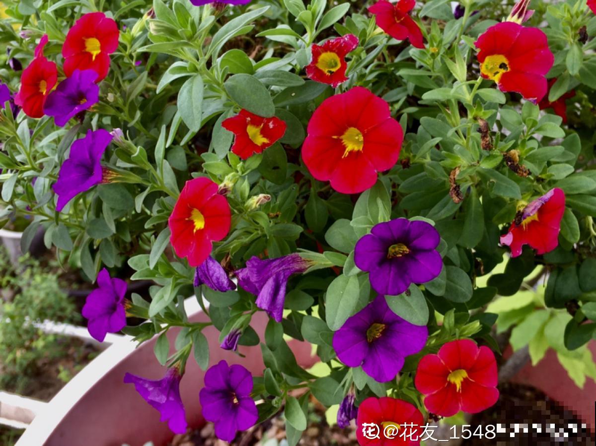 家庭首选矮牵牛，选择多多，每株都不同