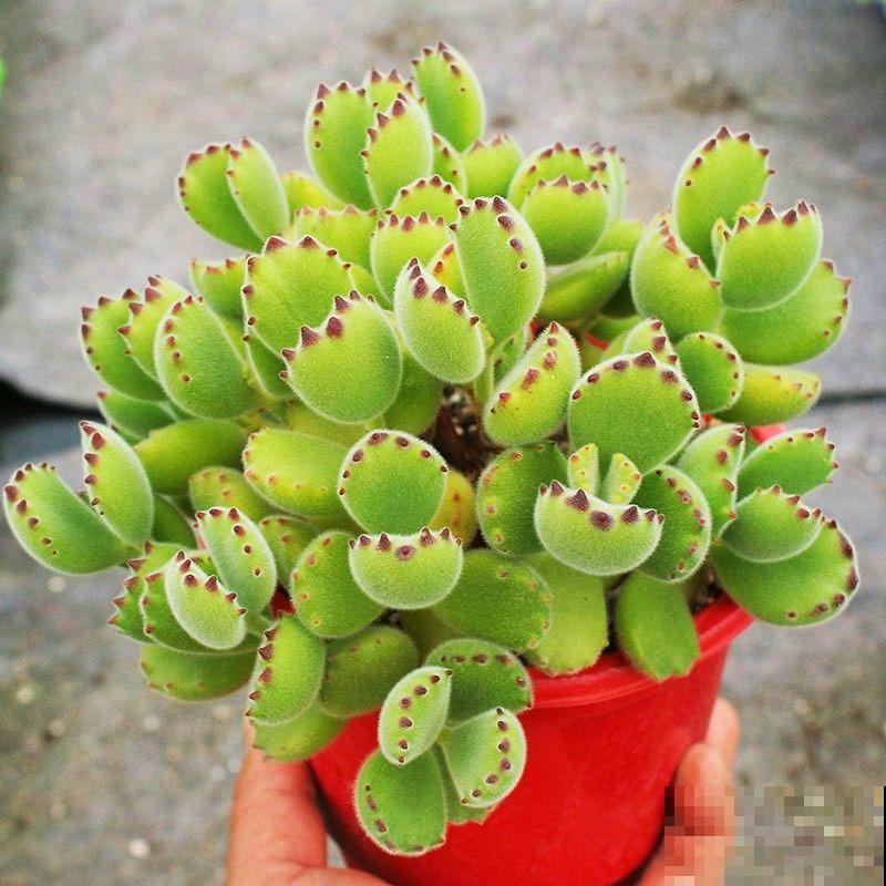 3种花天生可爱,有趣的人都爱养,满盆都是小动物 3种花天生可爱,有趣的人都爱养,满盆都是小动物