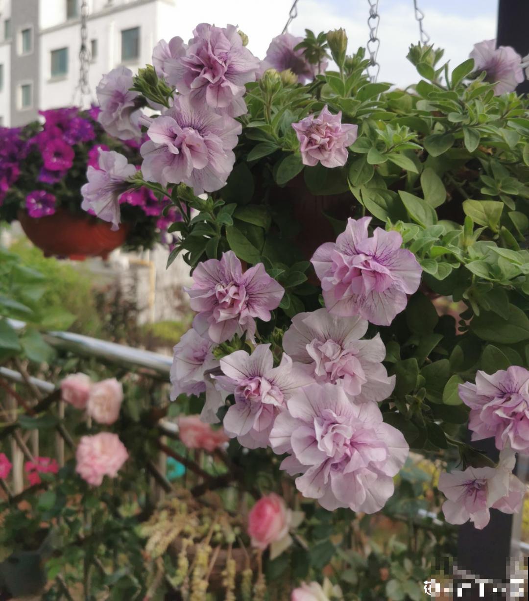 仙气飘飘的花，颜值高、花期长，养一盆不亏