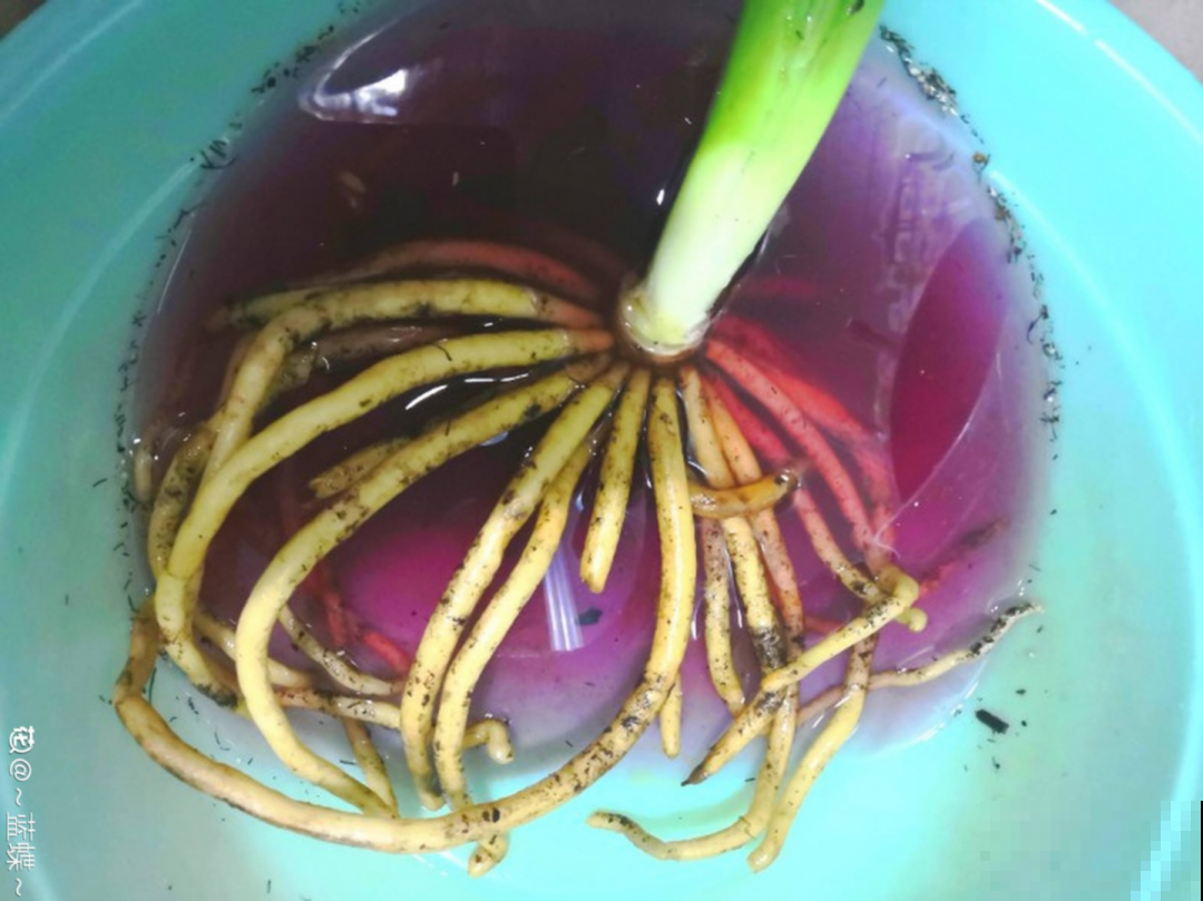 花杆子变黑，赶紧拔出来，立马换土