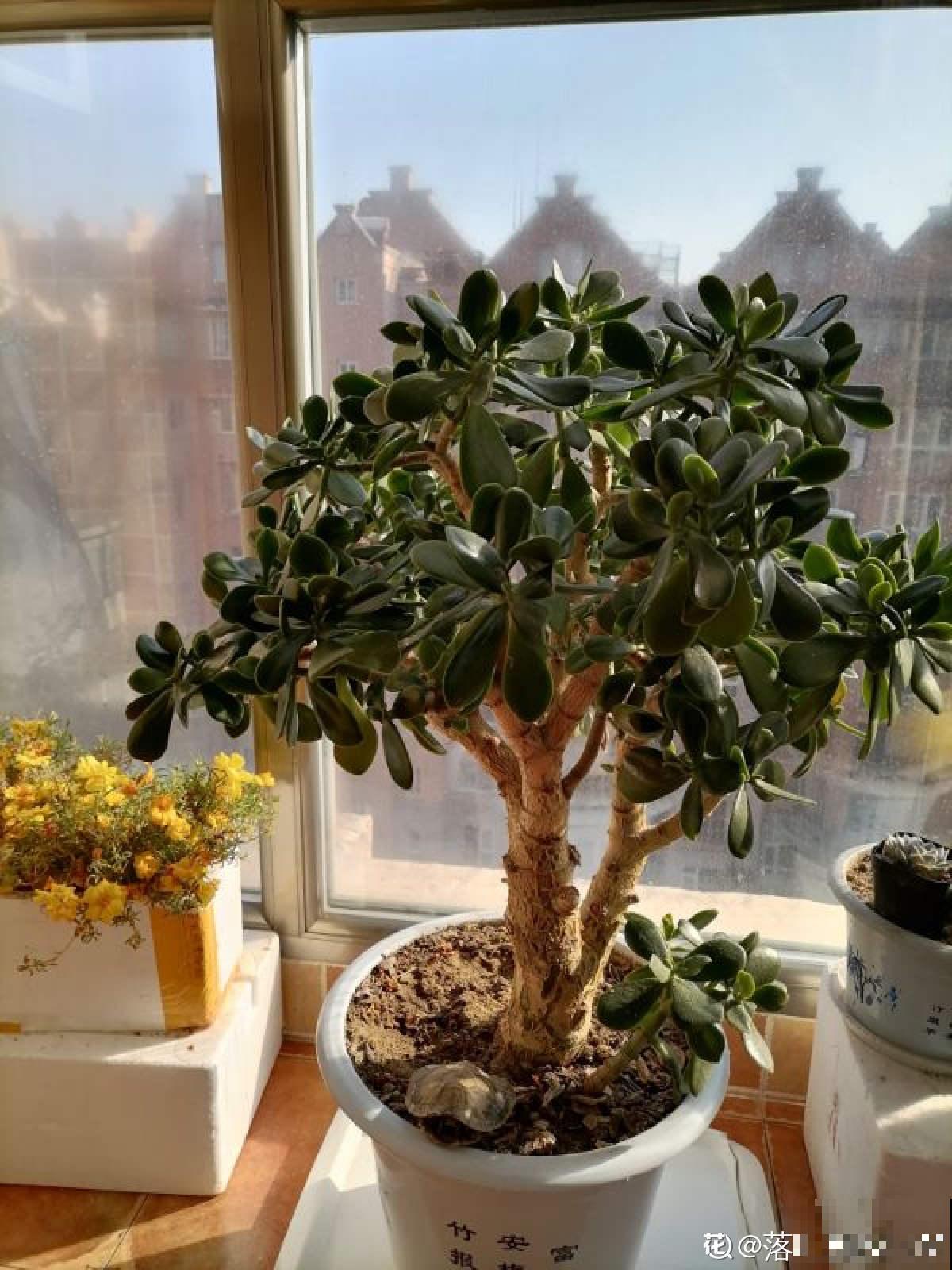 需要“穷养”的3种花，盆越小，水越少，长得越壮实