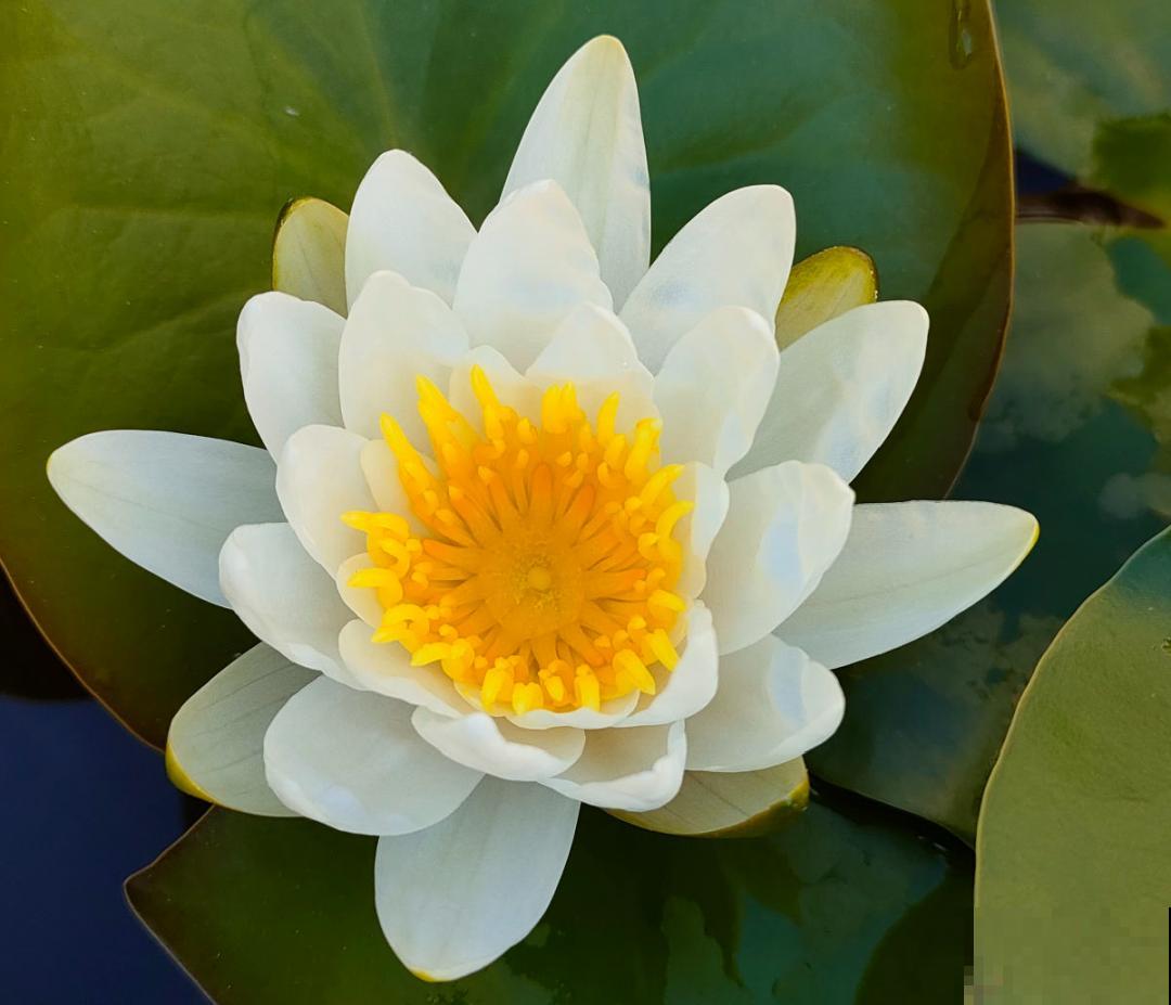 活的“香水花”,夏天一直开,满院子都是花香 活的“香水花”,夏天一直开,满院子都是花香