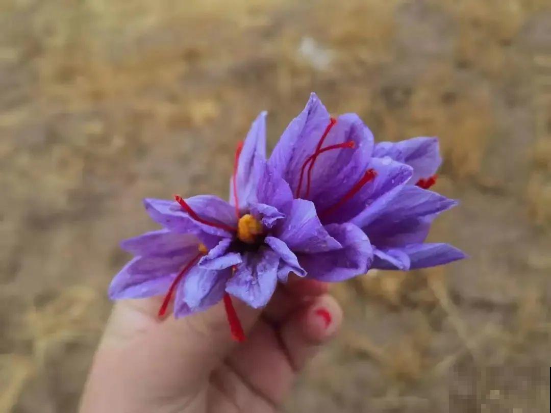 上千块一斤的花,名贵得很,自己在家也能种 上千块一斤的花,名贵得很,自己在家也能种