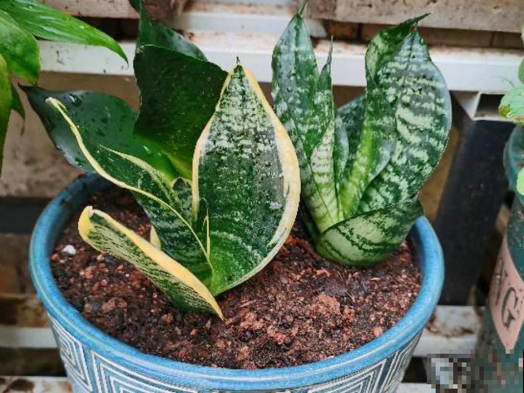 7种花，立秋后换盆，秋冬才能越养越好