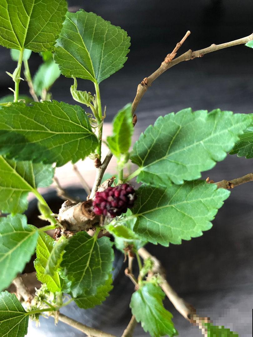 院子里不能随便种树，尤其是这3种