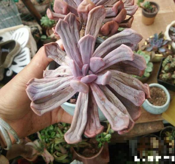 增加养花幸福感的“伴侣”，这3种必不可少，很容易就买到