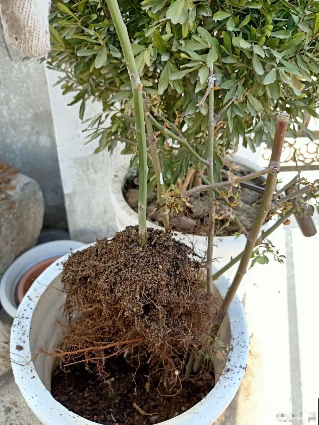 养了30年的玉树,扦插开出9色花,快来沾沾喜气 养了30年的玉树,扦插开出9色花,快来沾沾喜气