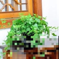 家里有老人，就养4种“寿星花”，好养活寓意好