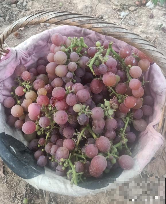 2种方法自制葡萄干，吃起来放心，成就感满满