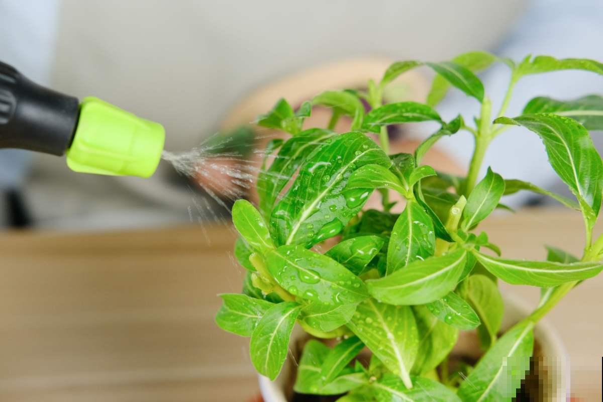 夏天买回家的花，学会3个细节，不怕烂根
