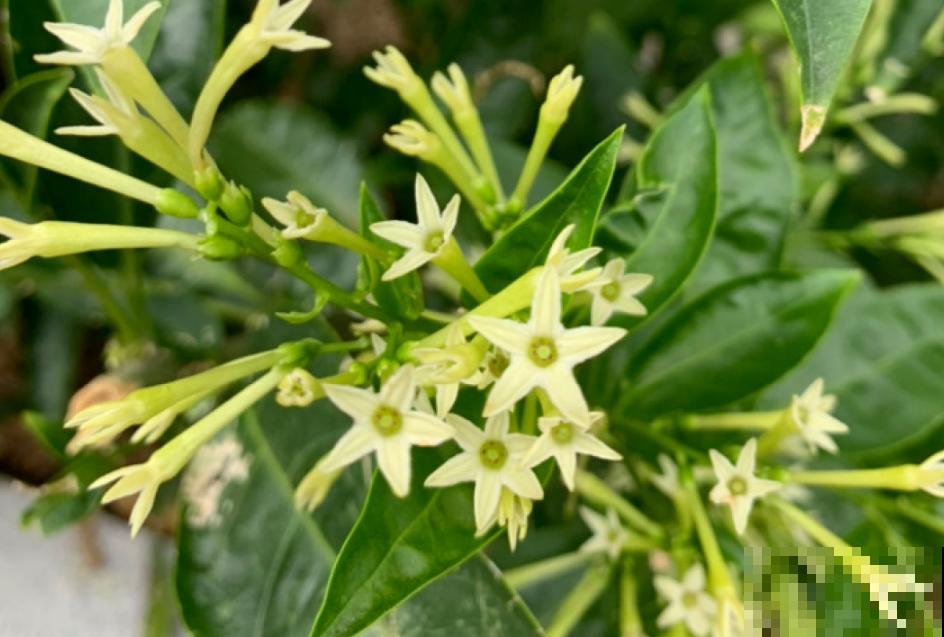 植物界的守夜花，你知道几个？悄无声息做地上“白月光”