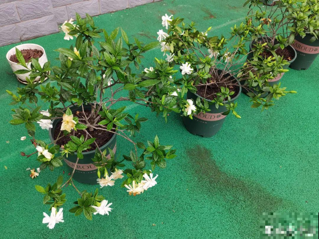 难养活的8种花，在家里养不好，扔门口反而呼呼开花