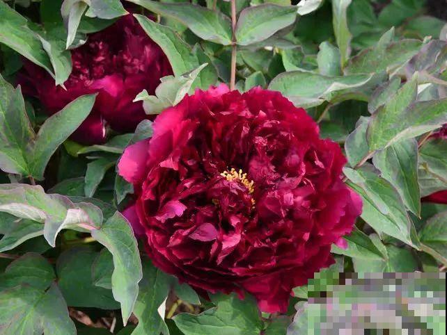 中国人最爱养的花，富贵又大气，养大门口特有面子！