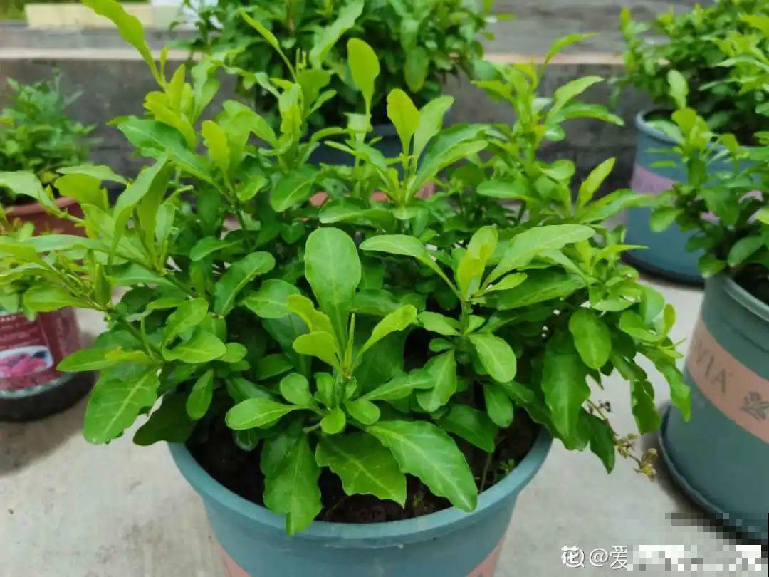 养花大神的爆花技巧，我给大家偷来了，赶紧学