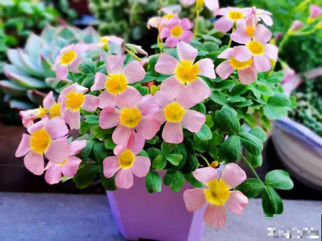 天热就别买这7种花，难养活，正休眠，养死了还浪费钱