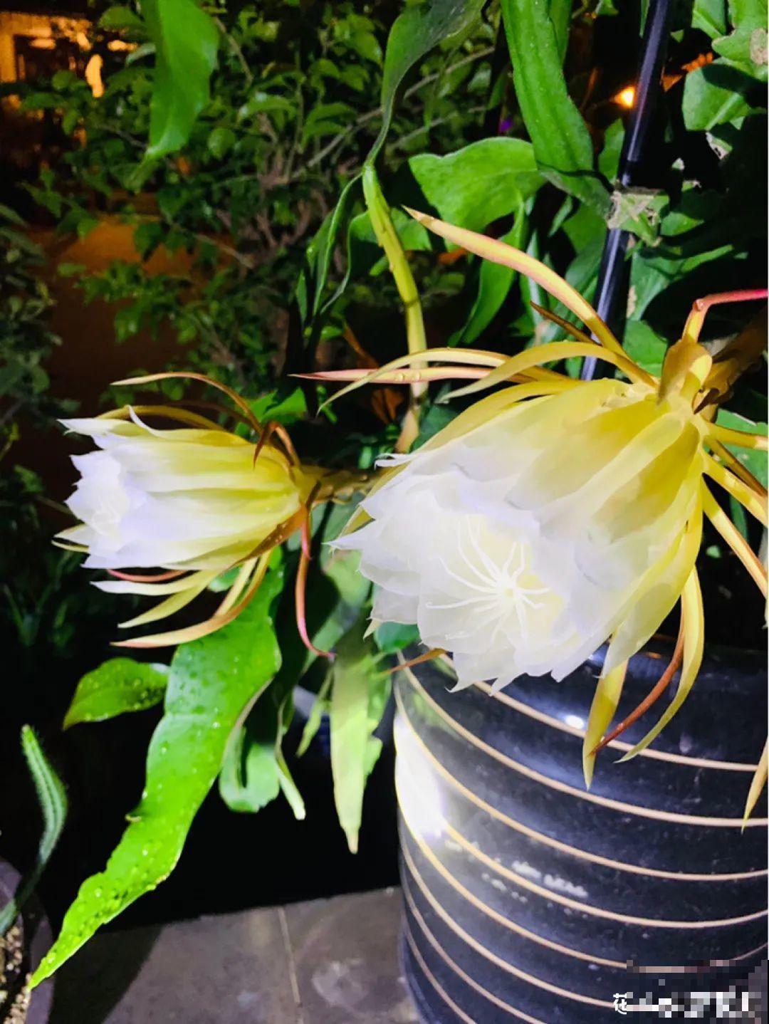 有个小院种种花，听风看雨，满眼花木