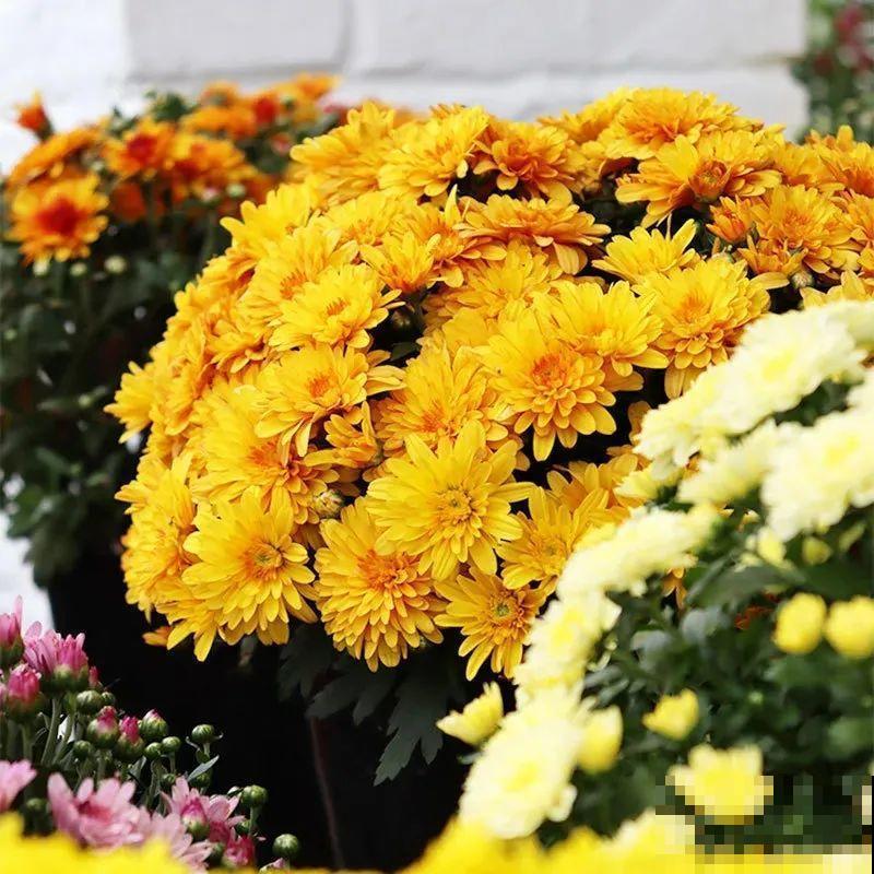 掌握5个步骤，球菊秒变开花机器，花期四季不停