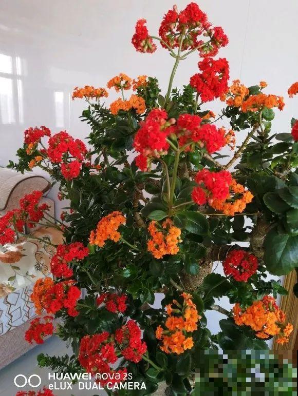 养了30年的玉树,扦插开出9色花,快来沾沾喜气 养了30年的玉树,扦插开出9色花,快来沾沾喜气